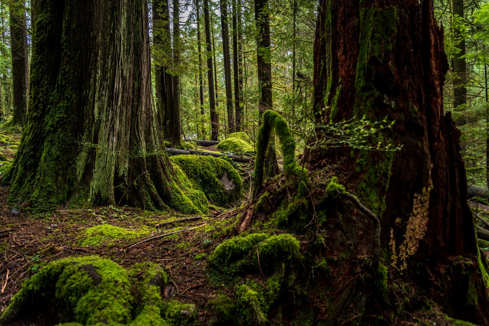 Mature conifers typical of West Linn