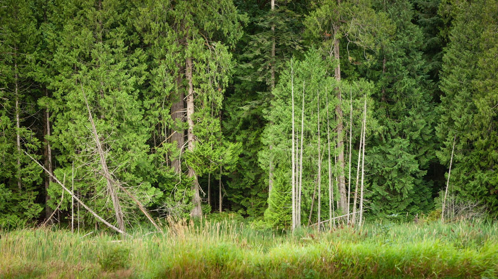 Mature conifers typical of Beaverton