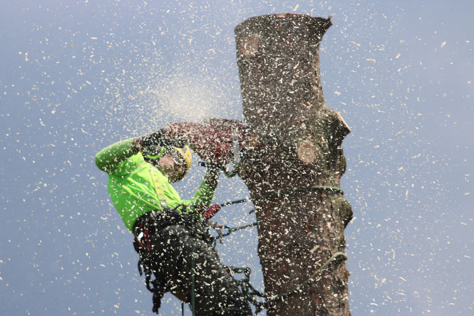 Arborist in a harness cutting a trunk section with a chainsaw