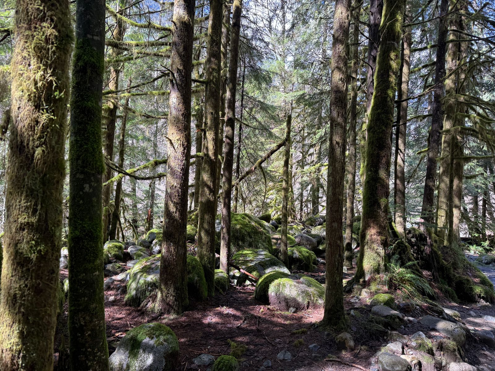 Mature conifers typical of Tigard