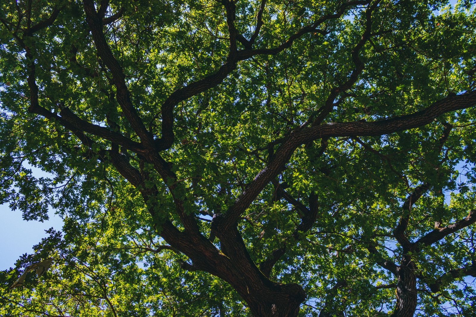 Oak crown thinning in Sellwood, Portland